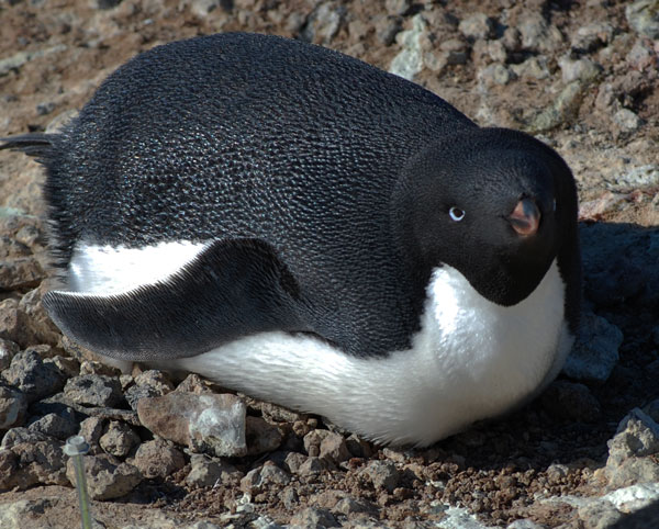 penguin