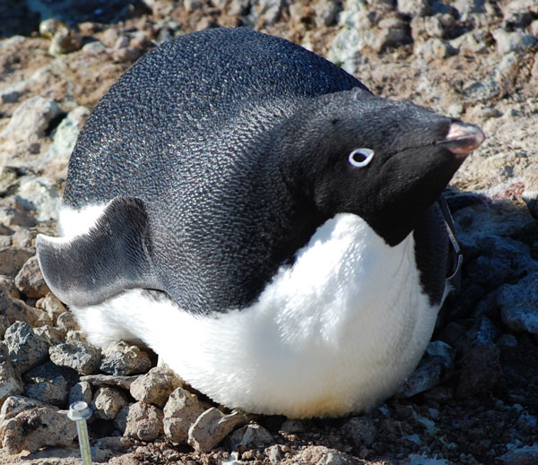 penguin