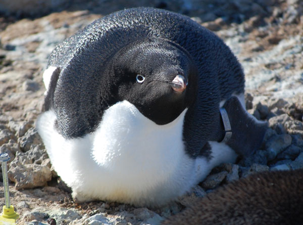 penguin