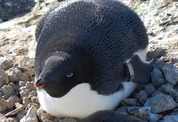 penguin