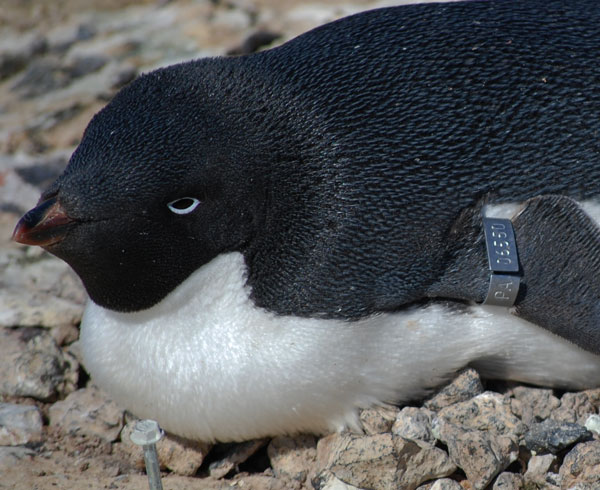 penguin