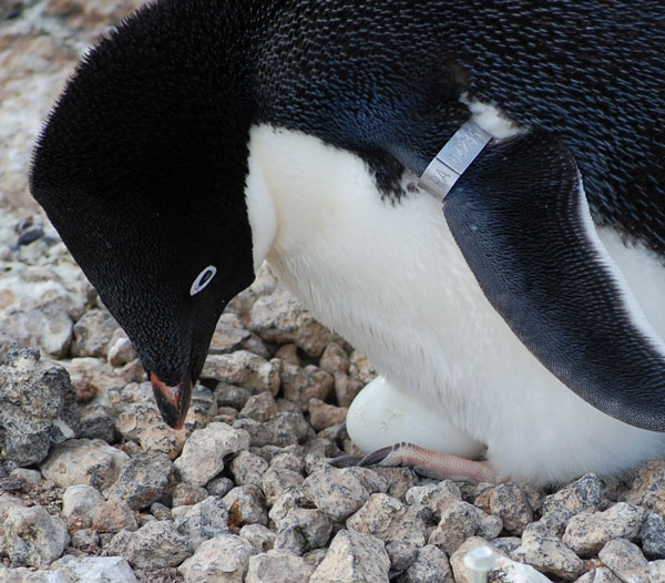penguin