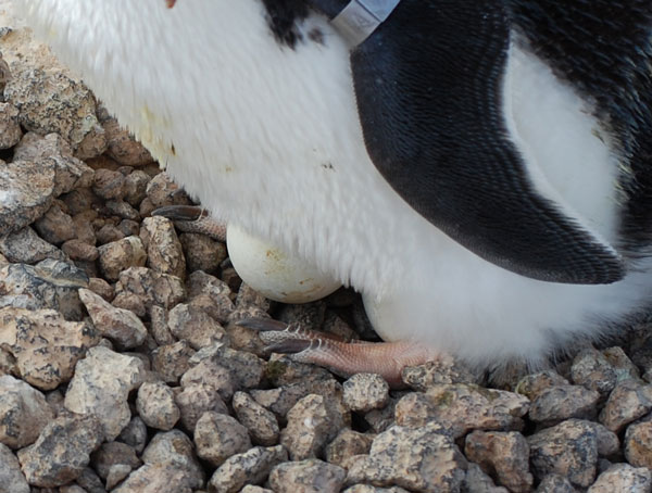 penguin