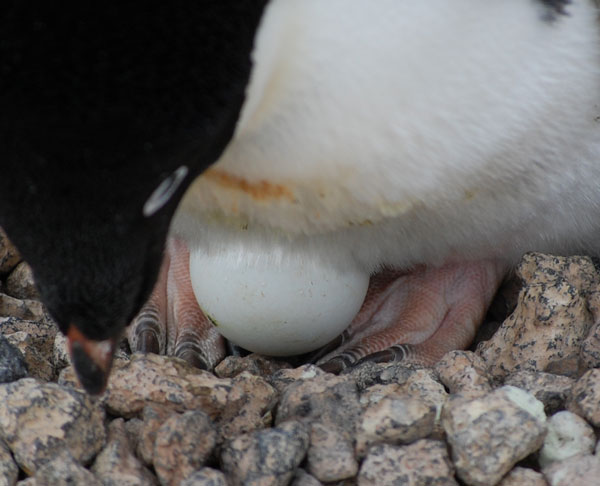 penguin