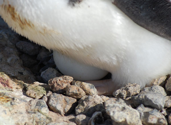 penguins