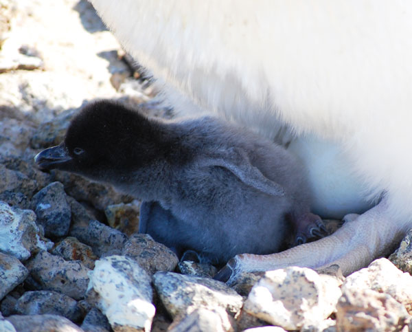 penguin chick