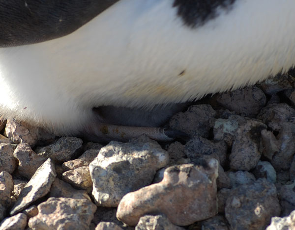 penguin