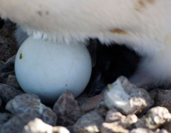 penguin chick