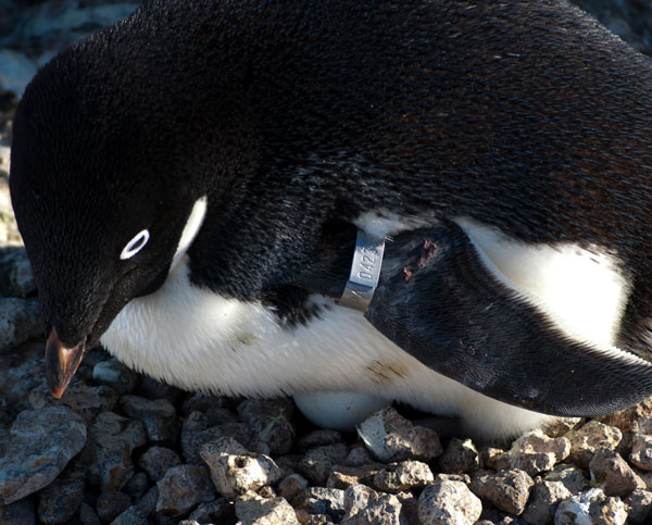 penguin