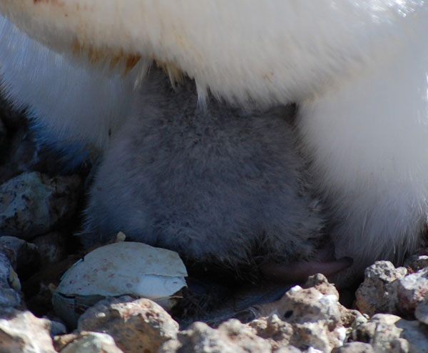 penguin chick