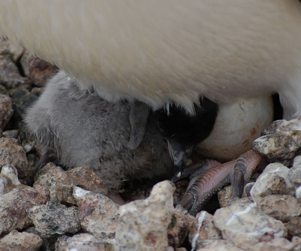 penguin chick