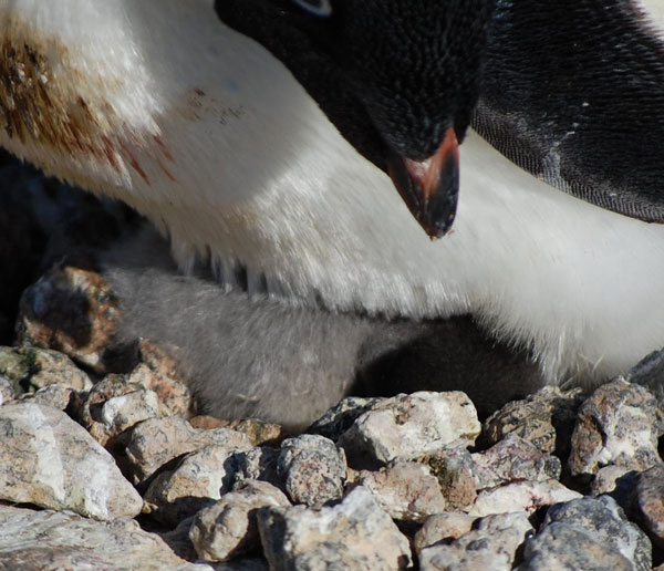 penguin nests