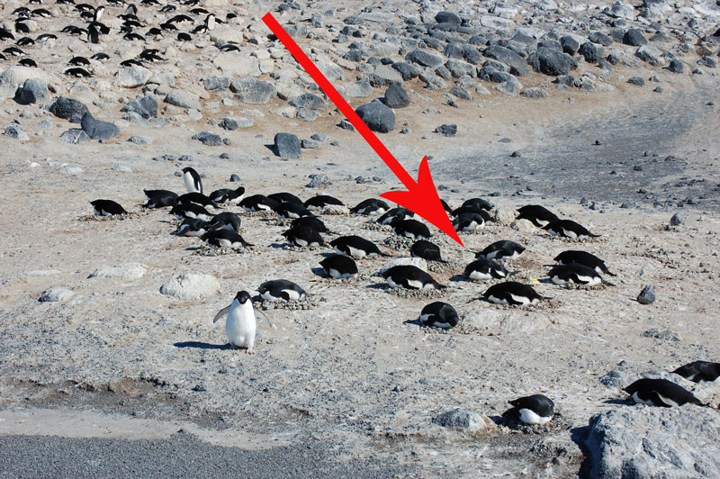 penguin nests