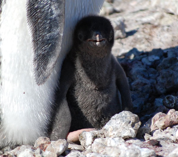 penguin chick