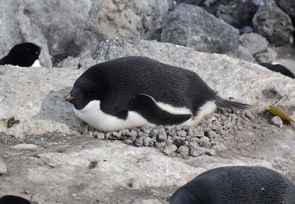 penguin on a nest