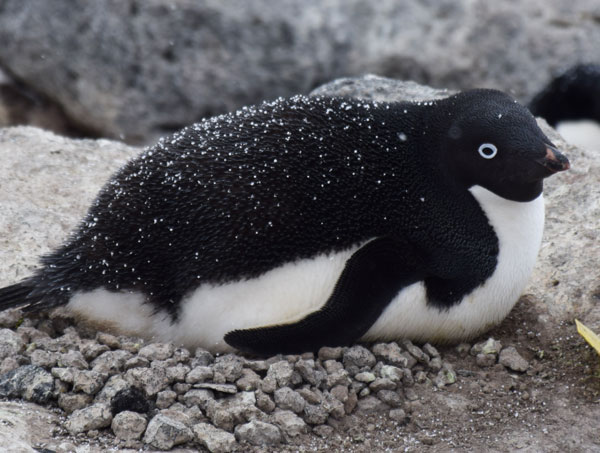 penguin on a nest
