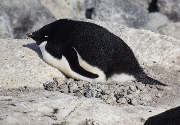 penguin on a nest