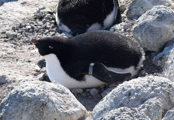 penguin on a nest
