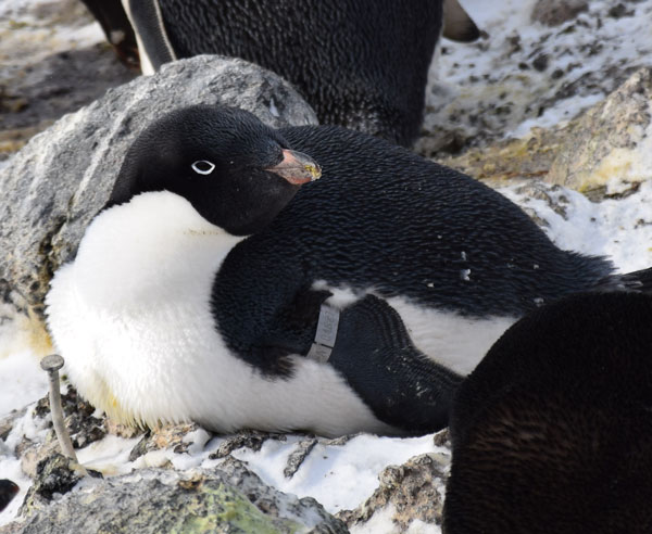 penguin on a nest
