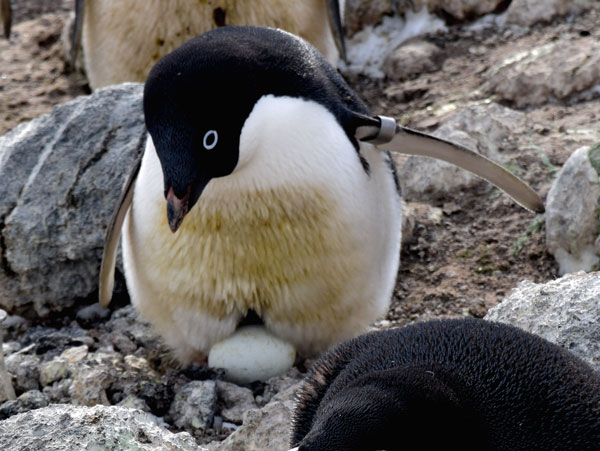 penguin on a nest