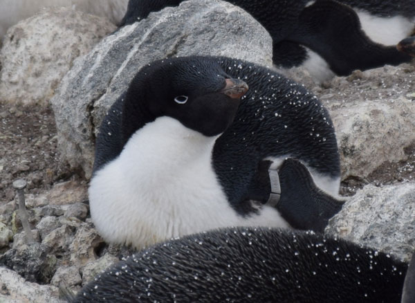 penguin on a nest