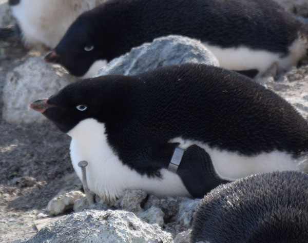 penguin on a nest