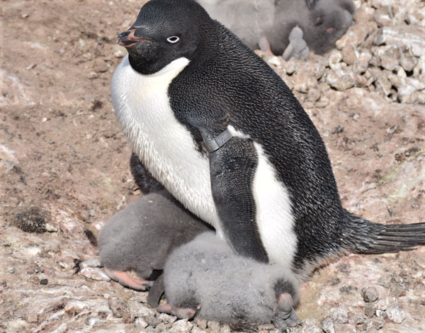 Penguinscience Understanding Penguin Response To Climate And 