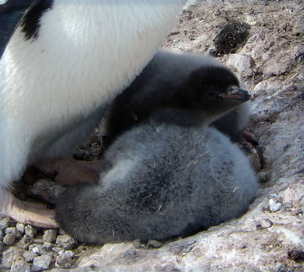 Penguinscience Understanding Penguin Response To Climate And 