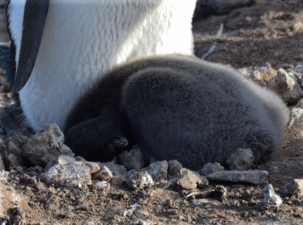 Penguinscience Understanding Penguin Response To Climate And 