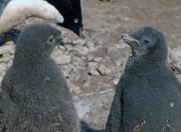 Penguinscience Understanding Penguin Response To Climate And 