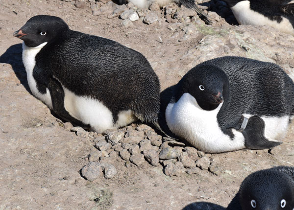 Penguinscience Understanding Penguin Response To Climate And 