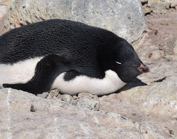 penguin on a nest