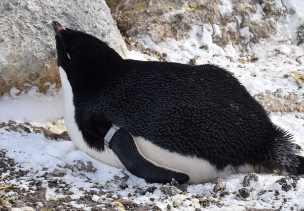 penguin on a nest