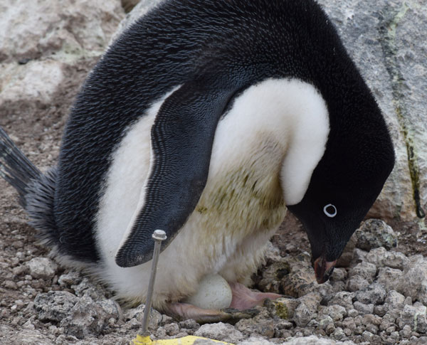 penguin on a nest