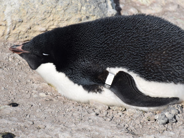 penguin on a nest